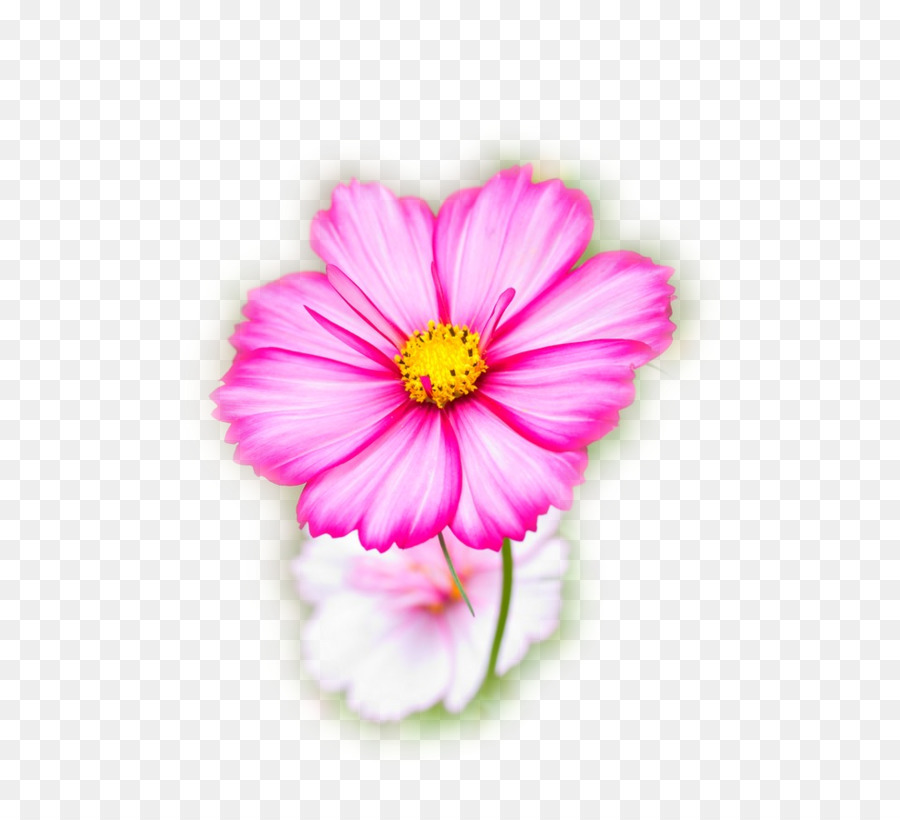 Cosmos Bipinnatus, Fleur, De La Graine PNG - Cosmos Bipinnatus, Fleur, De  La Graine transparentes | PNG gratuit