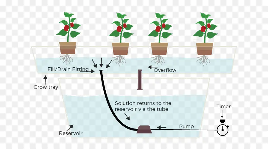 Les Tomates Hydroponiques，La Culture Hydroponique PNG