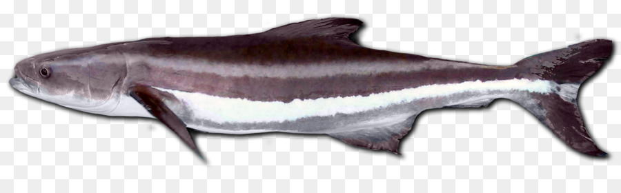 Le Cobia，Largehead Hairtail PNG