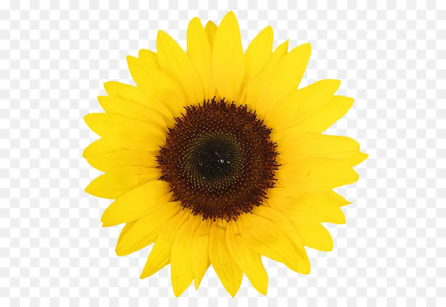 Fleur，Jaune PNG