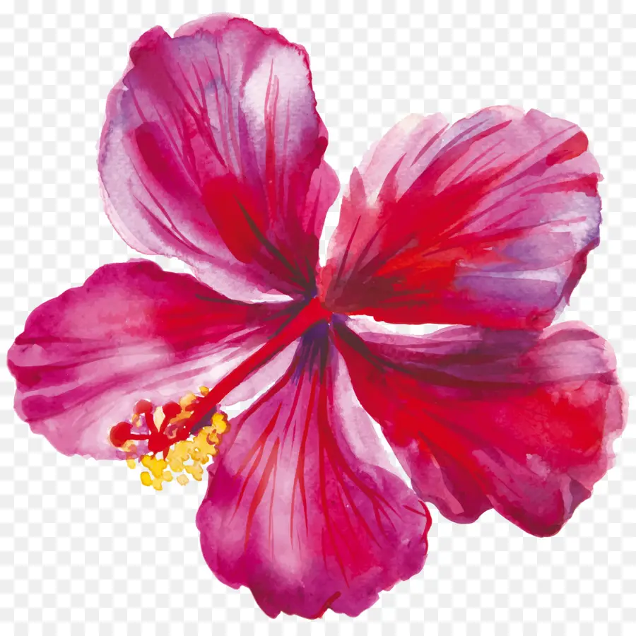 Hibiscus，Dessin PNG