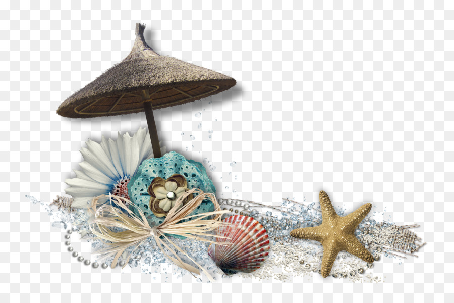 Décor De Plage，Coquillages PNG