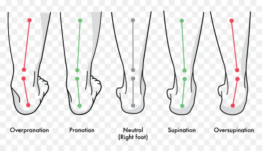 Alignement Du Pied，Posture PNG