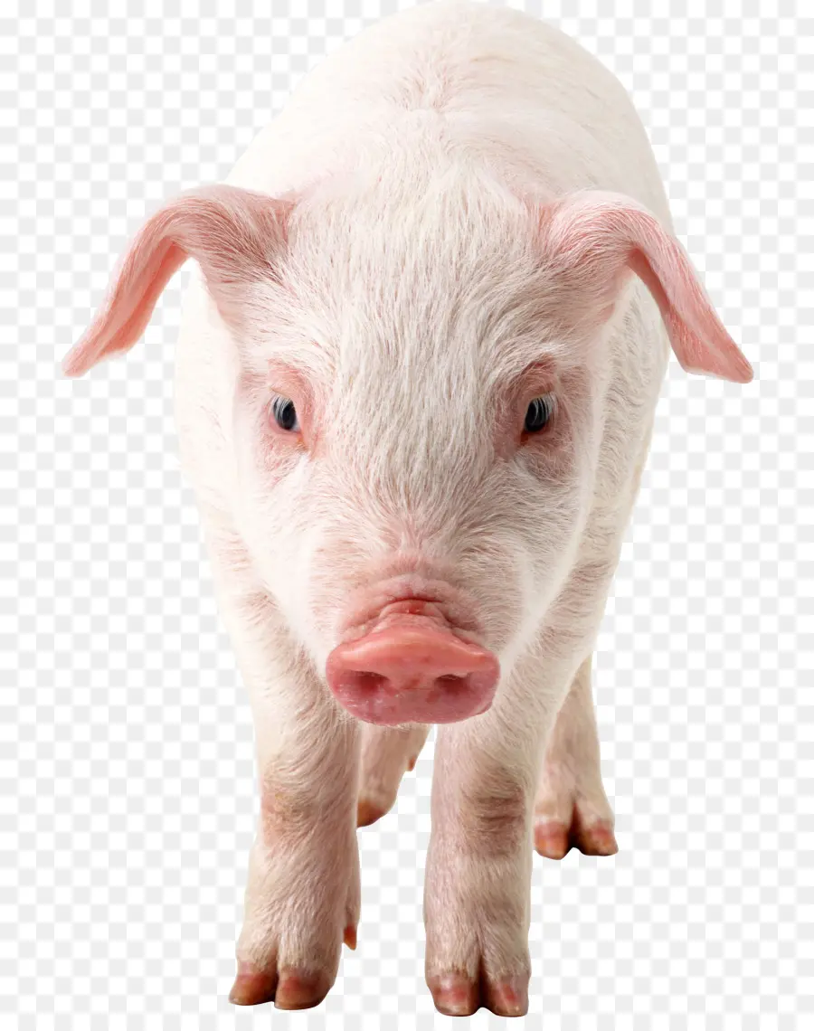 Cochon，De Porcs Domestiques PNG