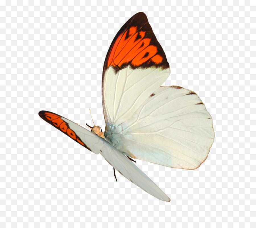 Papillon Monarque，Nature PNG