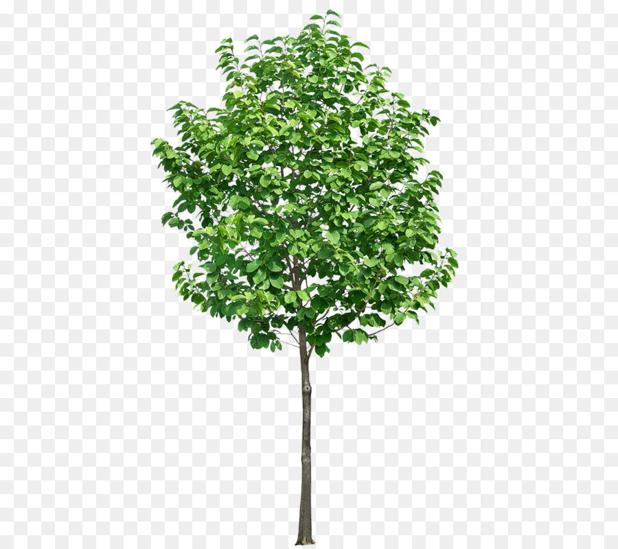 Arbre，Usine PNG