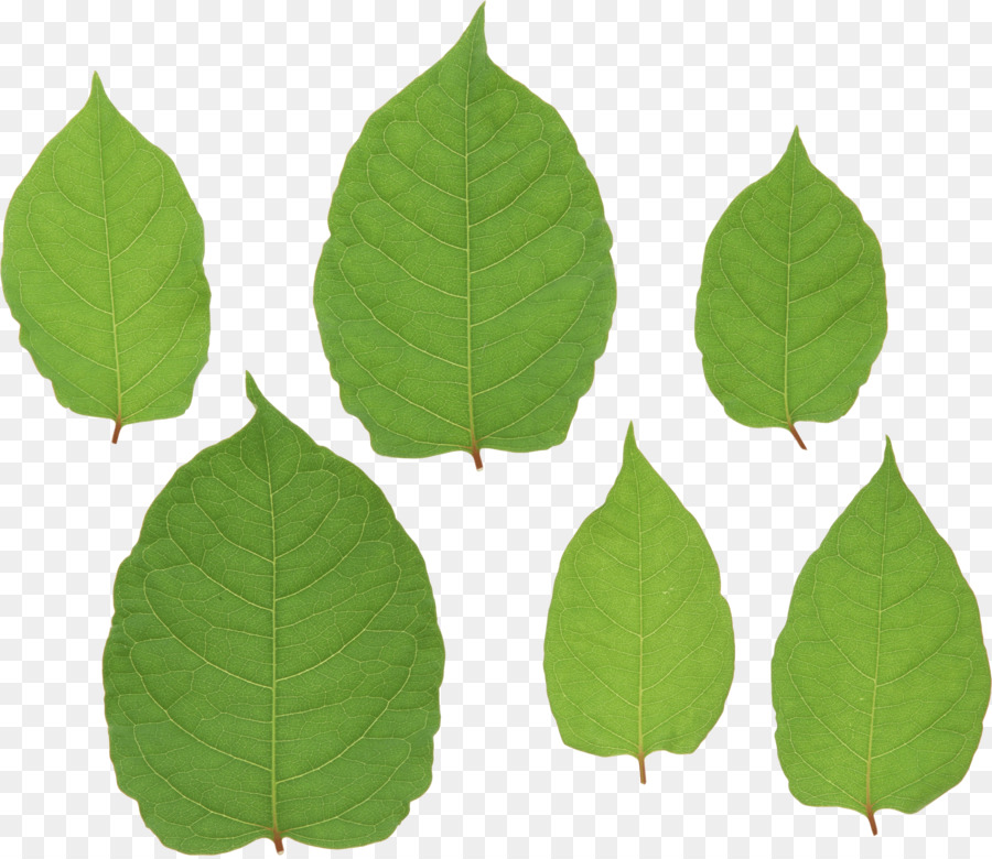 Feuilles Vertes，Usine PNG