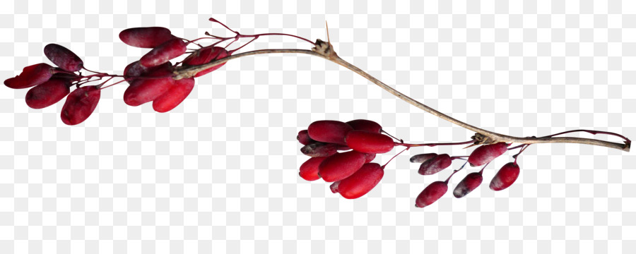 Fruits Rouges，Bifurquer PNG