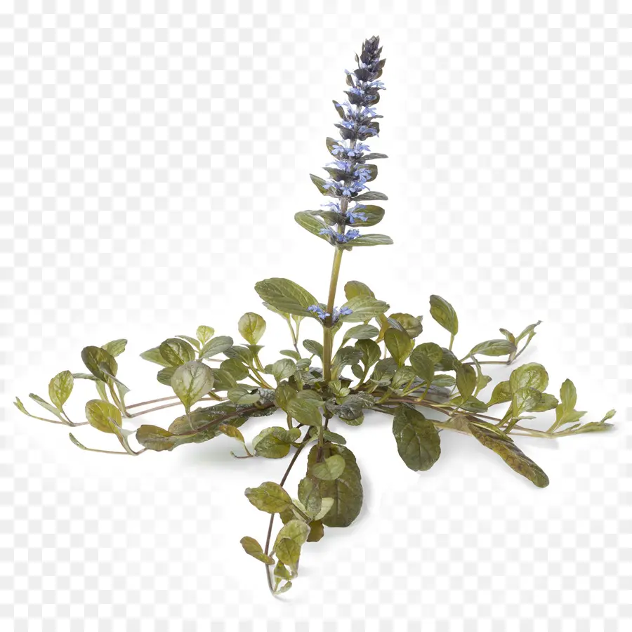 Usine D'ajuga，Fleur PNG