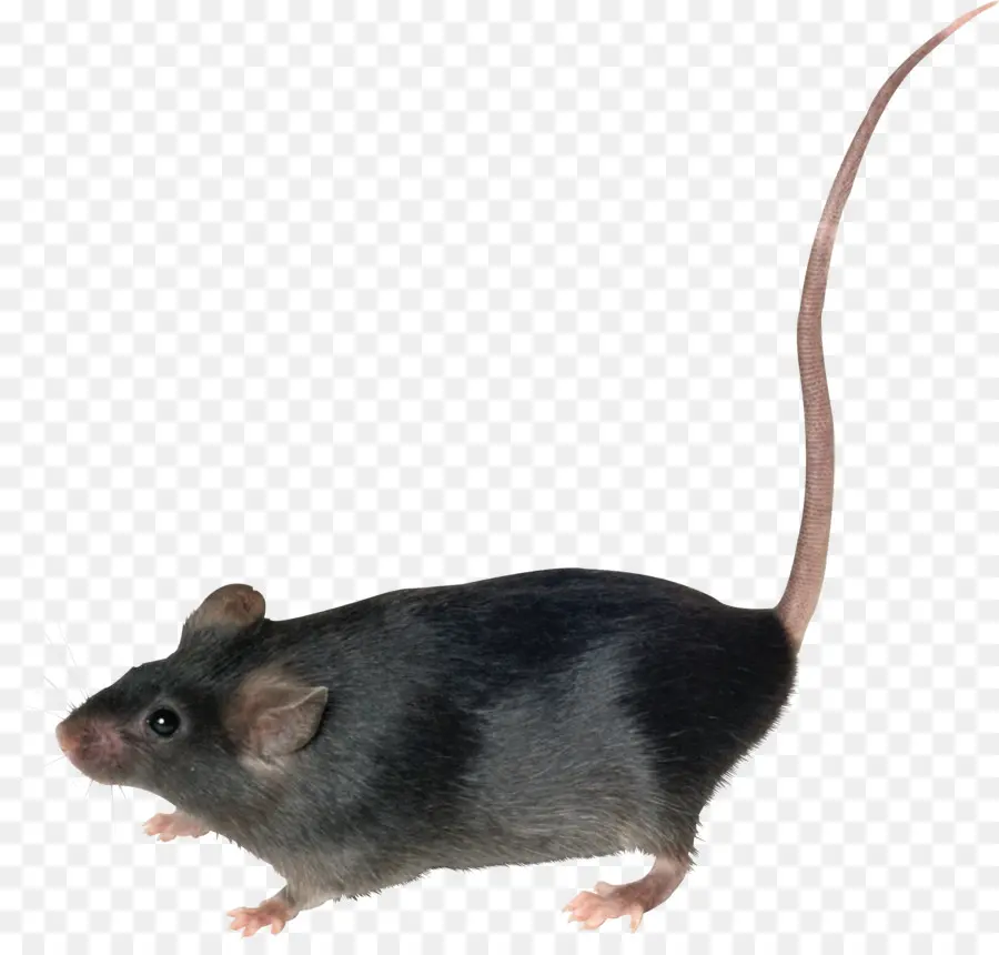 Souris，Rat Brun PNG