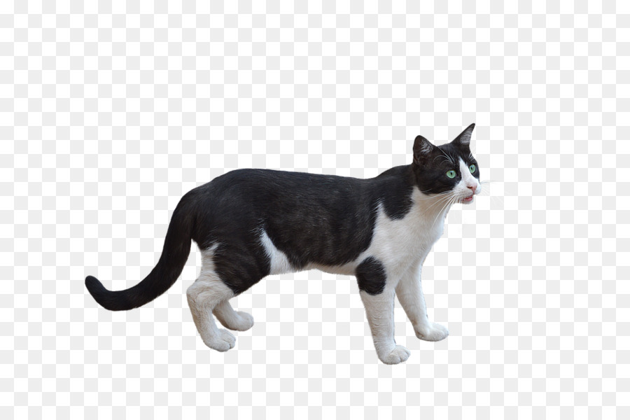 Chat Blanc，Animal De Compagnie PNG