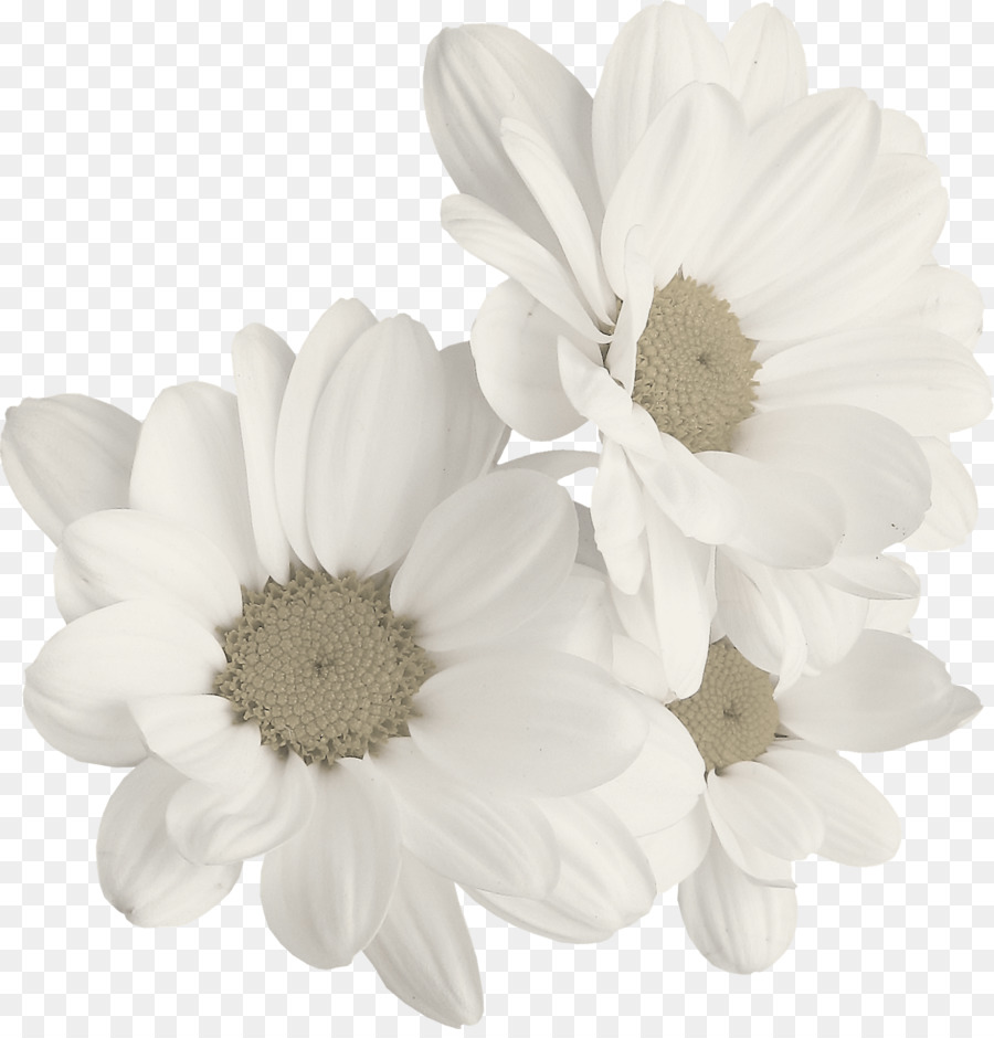 Camomille，Marguerite Commune PNG