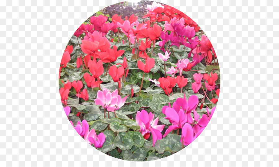 Cyclamen，Southtowns PNG