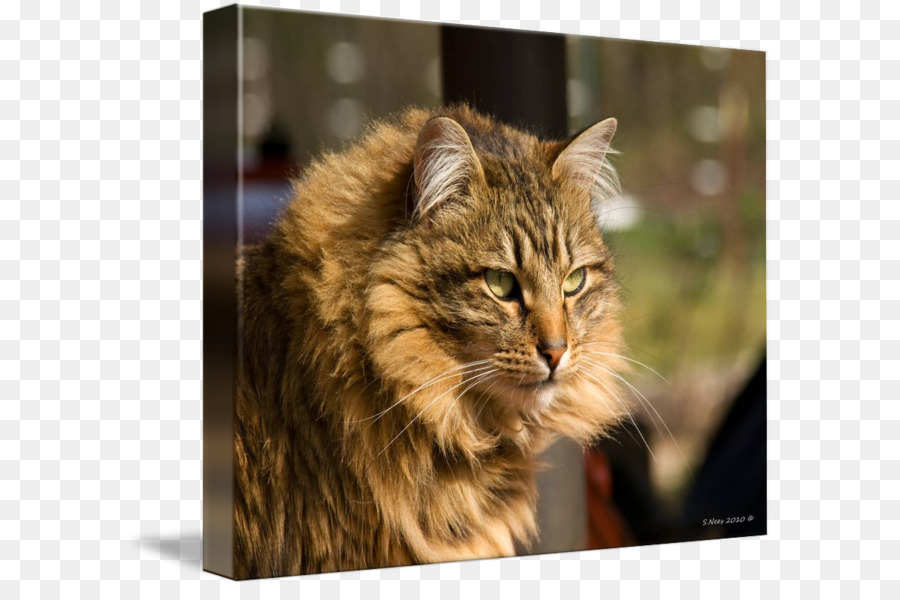 Le Maine Coon，L American Bobtail PNG