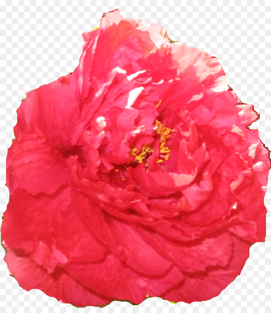 Fleur，Rose PNG