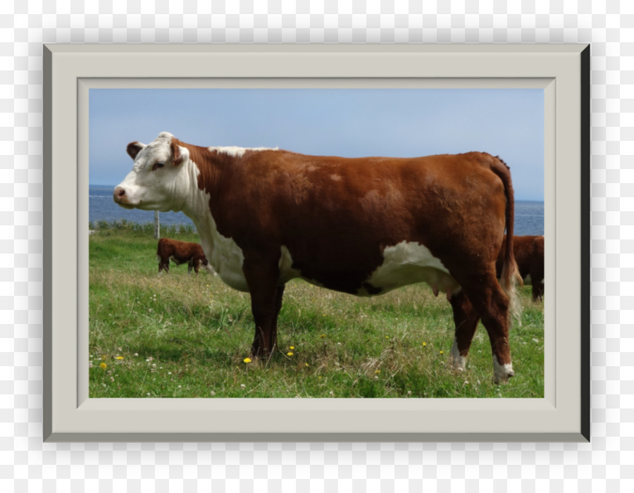 Veau，Les Bovins PNG