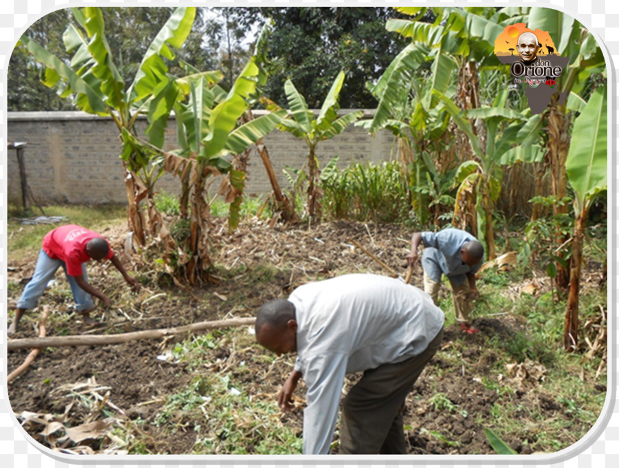 Culture，Plante De La Communauté PNG