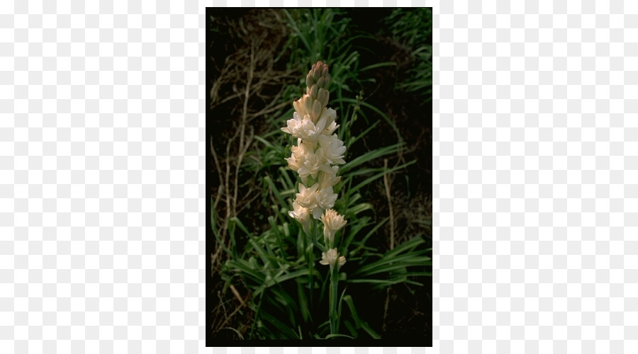 Orobanche，Balayage PNG