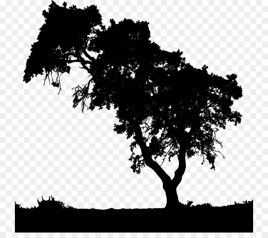 Silhouette D'arbre，En Lisant PNG