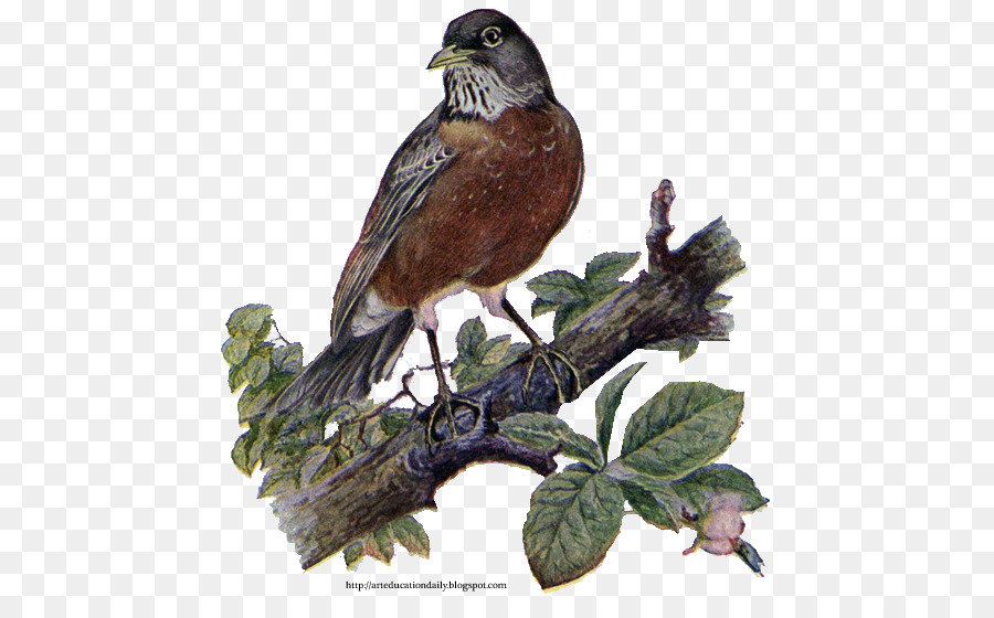 Oiseau，Européenne Robin PNG