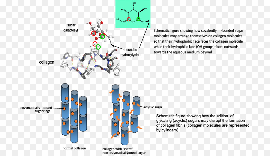 La Glycation，Le Collagène PNG