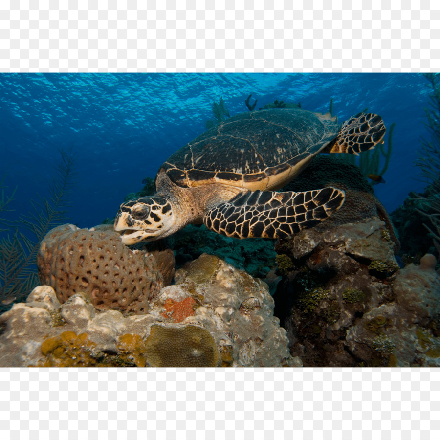 Tortue，Mer PNG