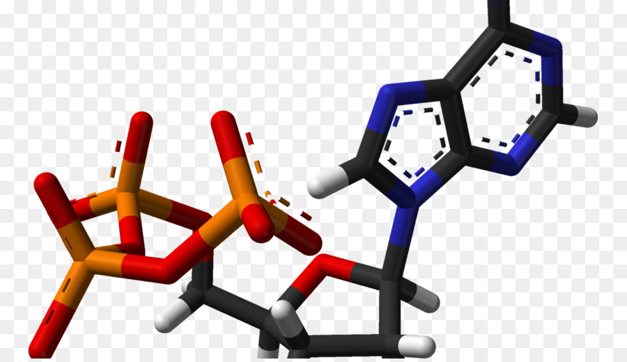 L Adénosine Triphosphate，L Adénosine PNG
