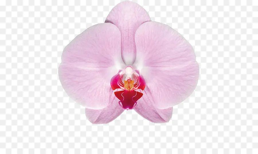 Orchidée，Rose PNG