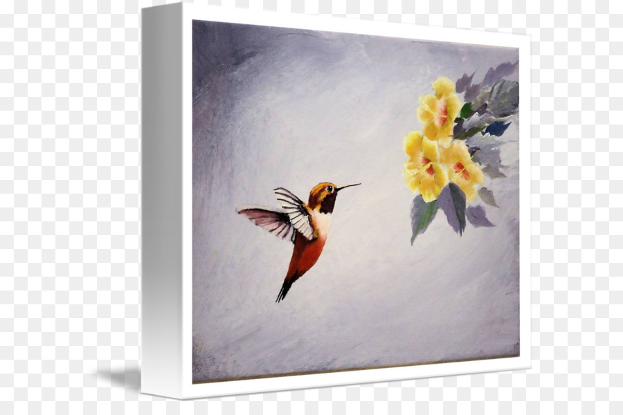 Colibri，Peinture PNG