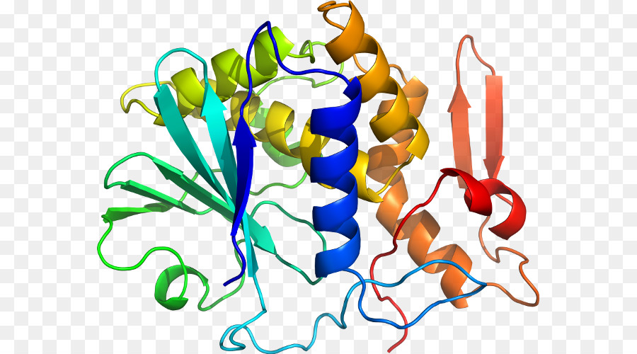 Structure Des Protéines，Molécule PNG