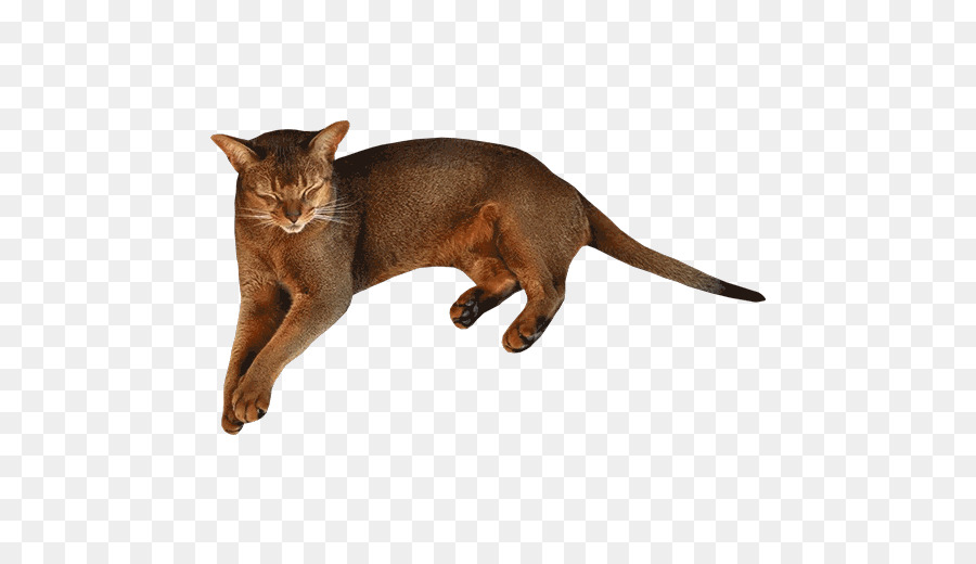 Chat，Animal De Compagnie PNG