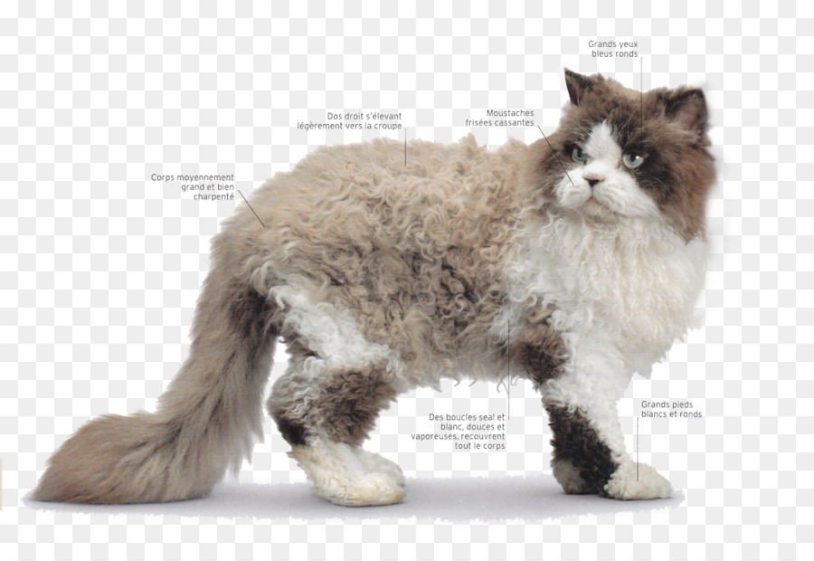 Ragdoll，Selkirk Rex PNG