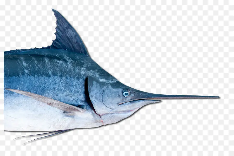 Poisson，Fruit De Mer PNG