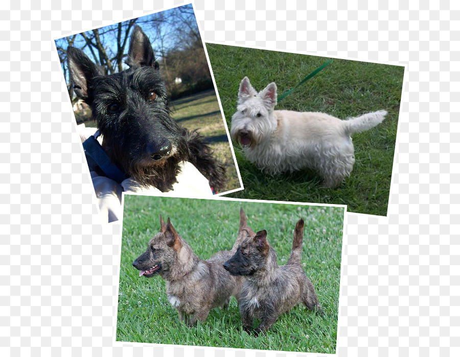 Norwich Terrier，Terrier écossais PNG