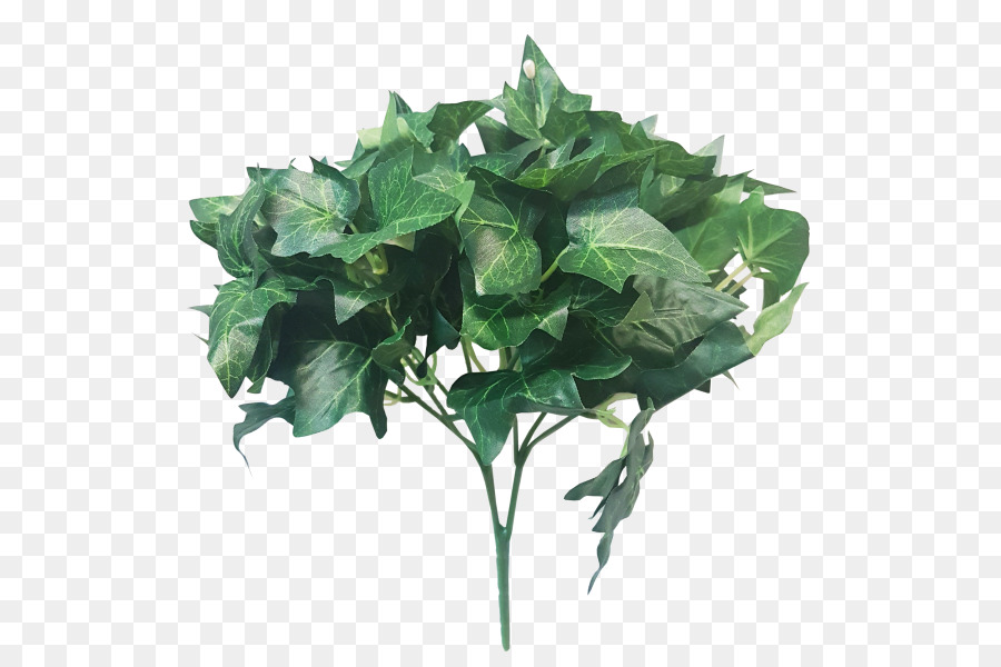 Capsicum Annuum，Feuille PNG