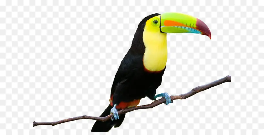 Toucan Coloré，Tropical PNG