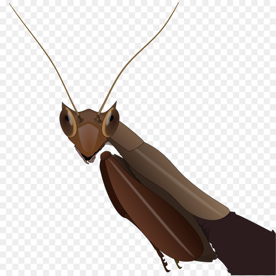 Des Feuilles Mortes Mantis，Mantis PNG