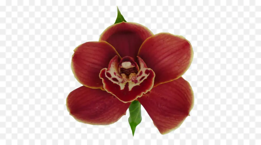 Teigne Des Orchidées，Magenta PNG