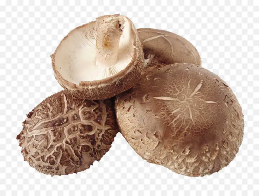 Champignons，Shiitake PNG