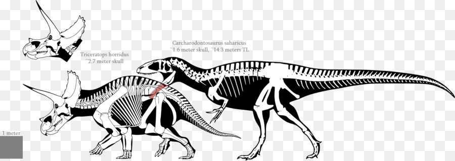Tyrannosaurus，Carcharodontosaurus PNG