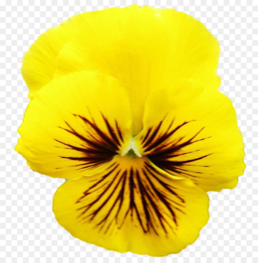 Fleur Jaune，Pétales PNG