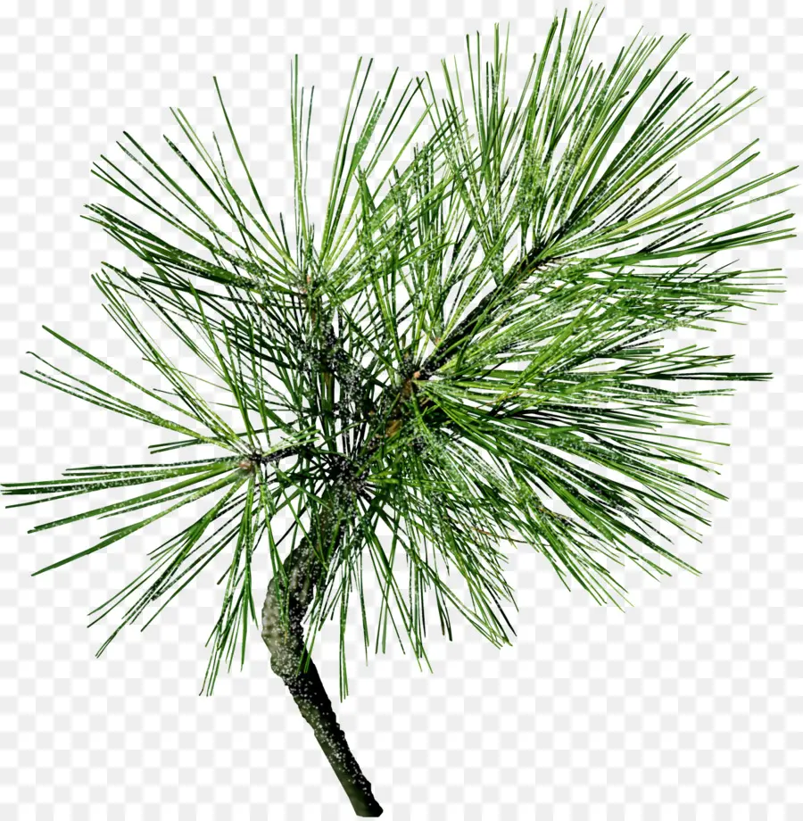 Pin，Arbre PNG