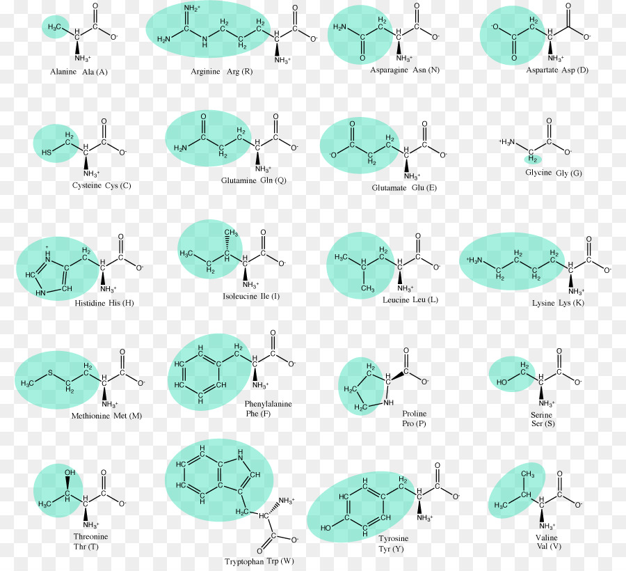 D Acides Aminés，L Acide PNG