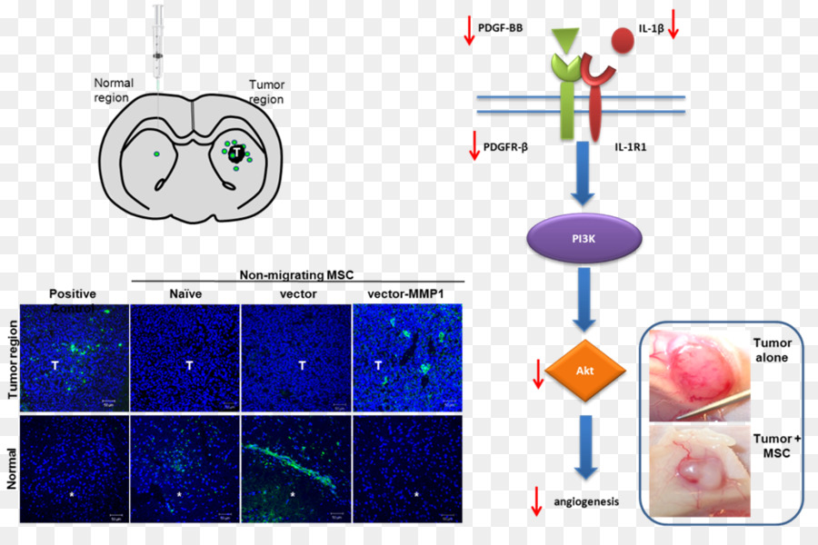 Le Cancer，L Herpès Simplex Virus PNG