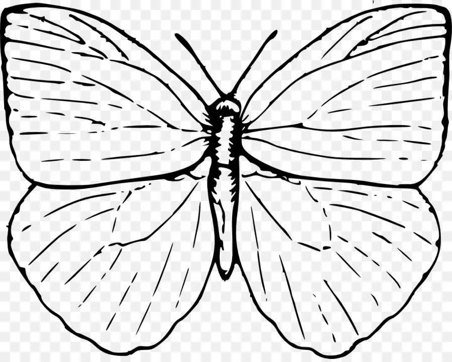 Papillon，Ailes PNG