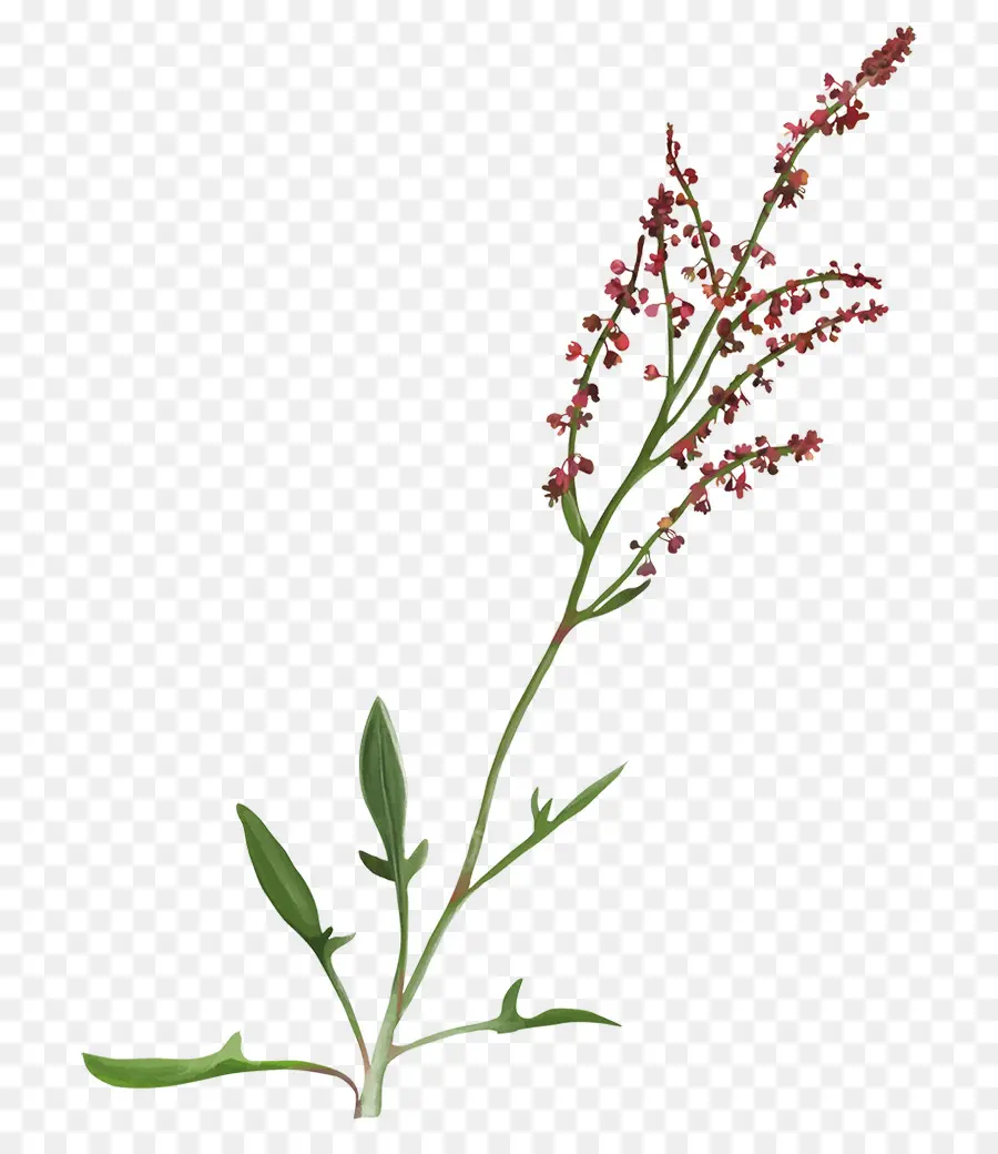 Oseille，Rumex Acetosella PNG