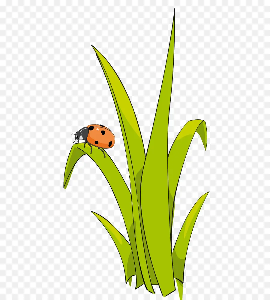 Coccinelle，Bogue PNG