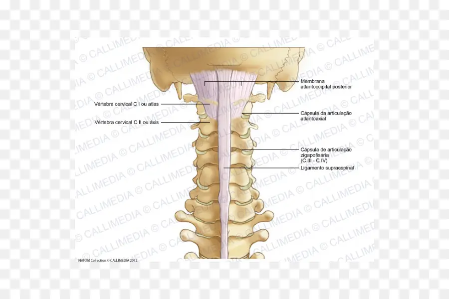 Colonne Vertébrale，Vertèbres PNG