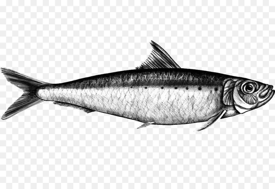 Dessin De Poisson，Mer PNG