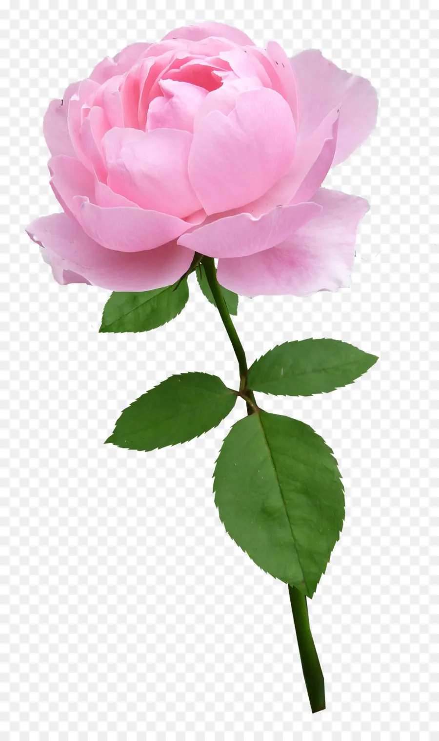 Roses，Rose PNG